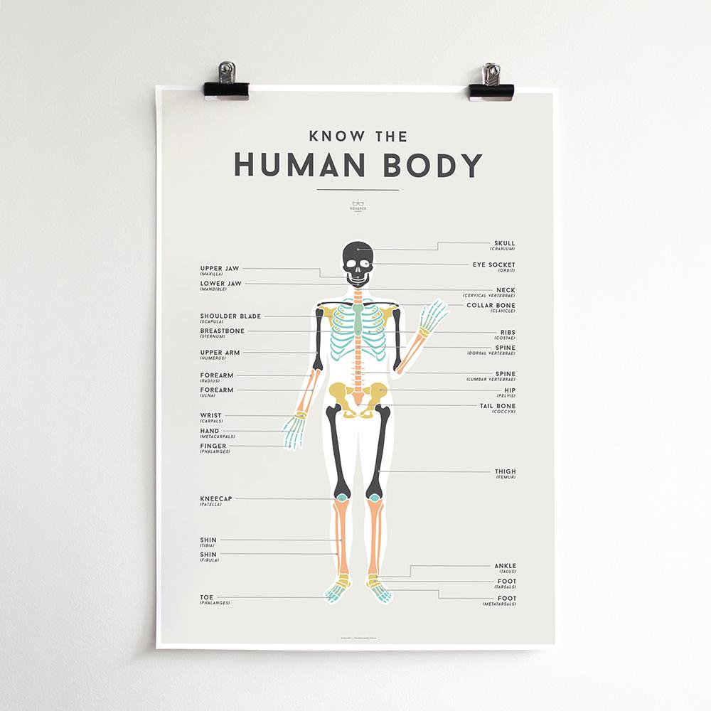 We Are Squared Educational Poster - Human Body