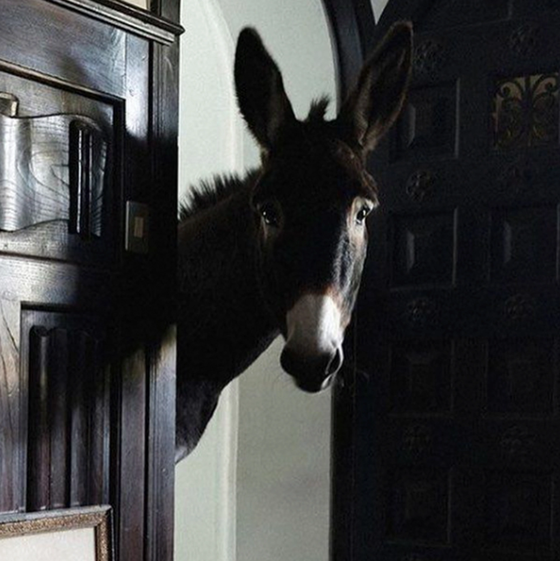 Lorena Canals Washable Rug - Hector the Donkey