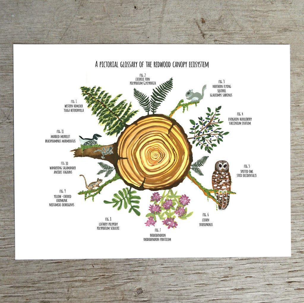 Redwood Canopy Art Print