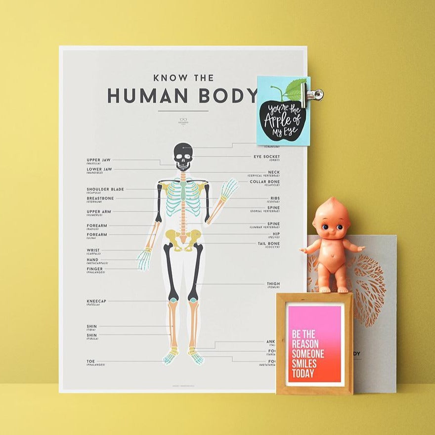 Educational Poster Human Body