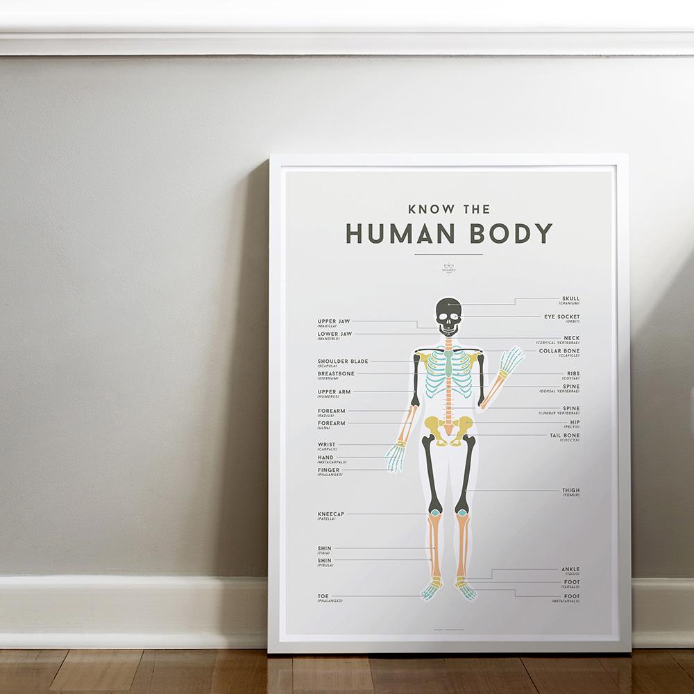 Human Half Poster Example We Are Squared Educational Poster - Human Body – Soren's House